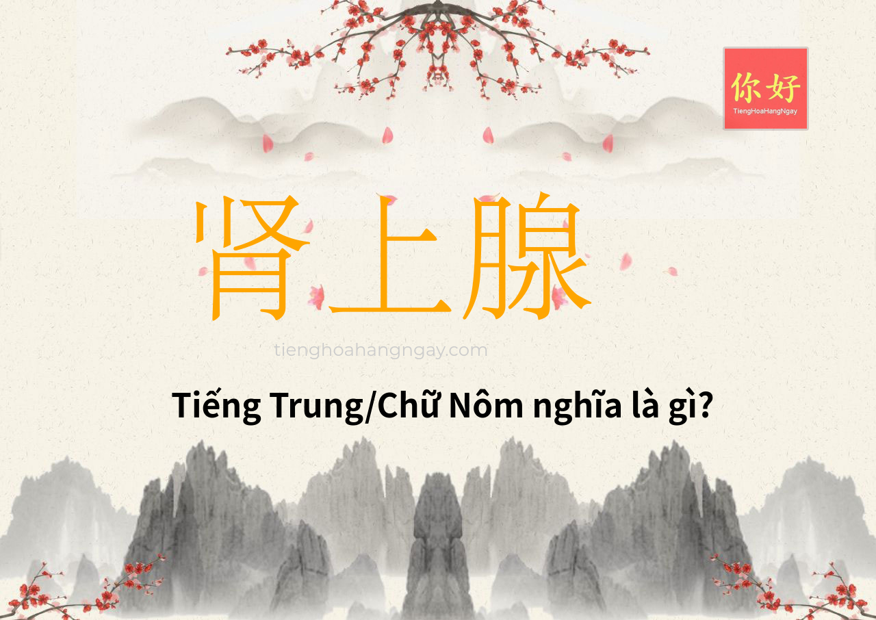 肾上腺 tiếng Trung là gì?